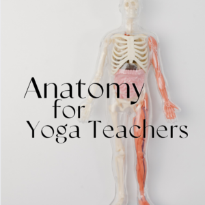 10-12 Sept '27,  Anatomy for Yoga Teachers (25hr YA)